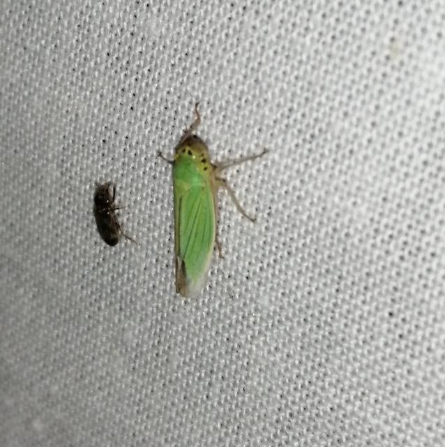 Cicadella viridis - méregzöld kabóca