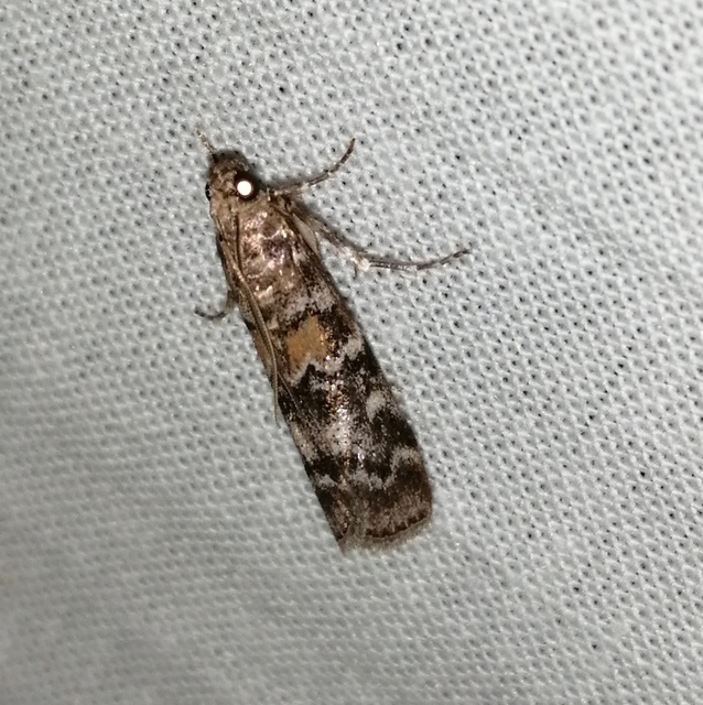 Dioryctria