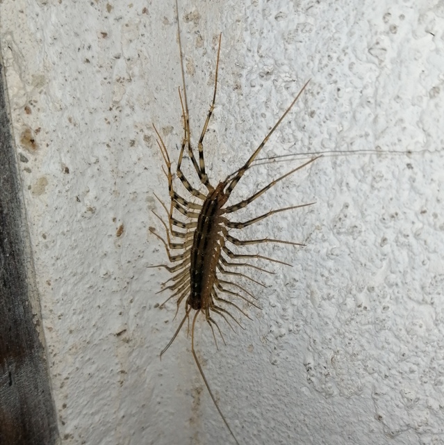 Scutigera coleoptrata - légyölő pókszázlábú