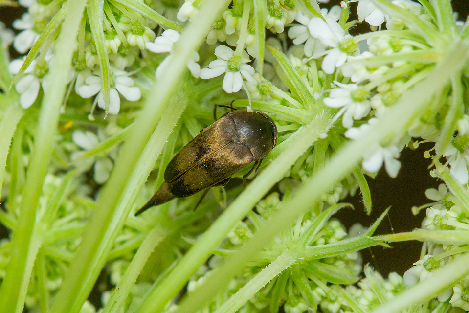 Variimorda villosa - szalagos maróka