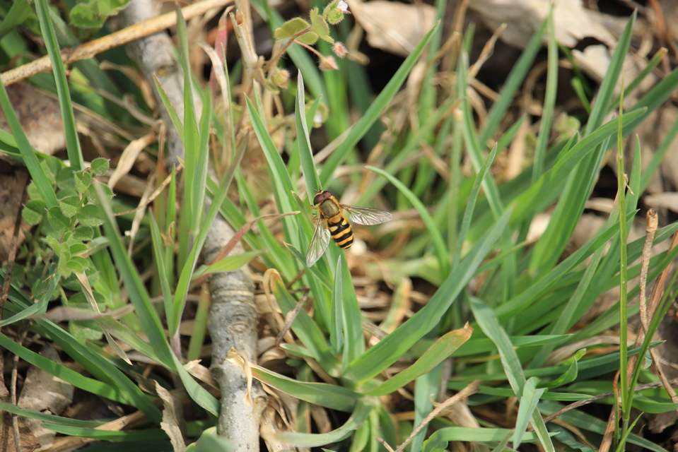 Syrphus