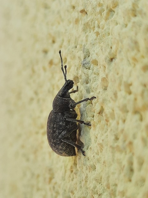 Otiorhynchus ligustici - vincellér-gyalogormányos