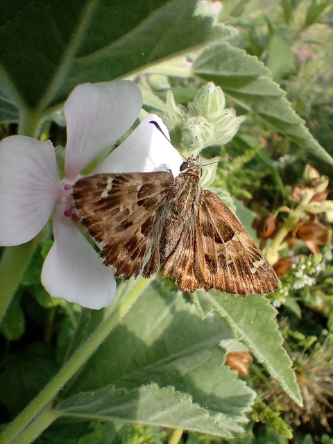 Carcharodus alceae - mályva-busalepke