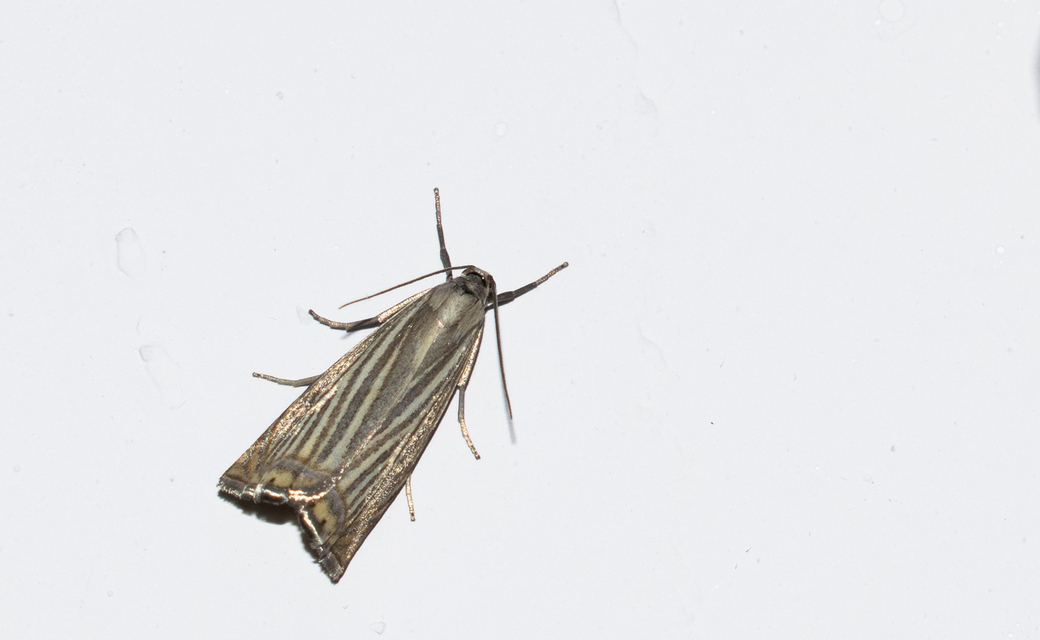 Chrysoteuchia culmella - kerti fűgyökérmoly