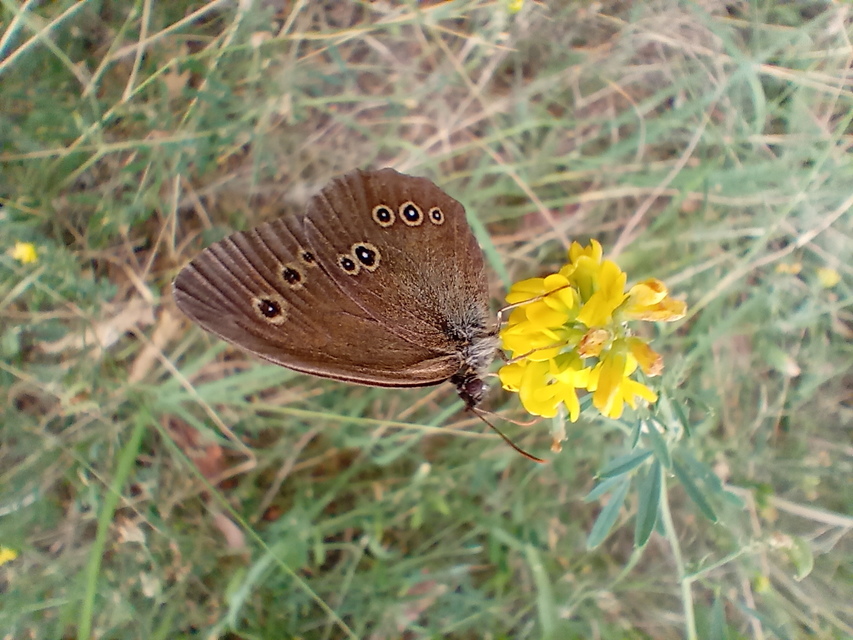 Aphantopus hyperanthus - közönséges ökörszemlepke