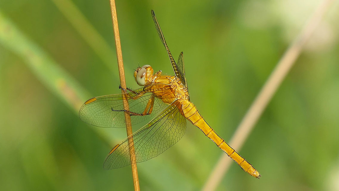 Orthetrum coerulescens - karcsú pásztorszitakötő