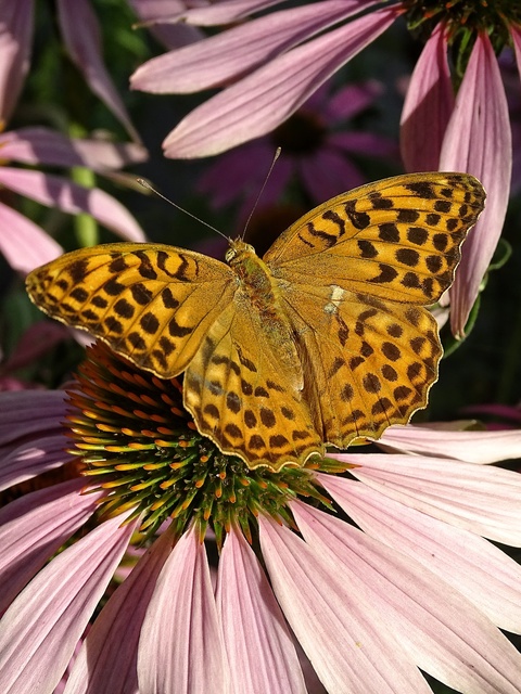 Argynnis paphia - nagy gyöngyházlepke