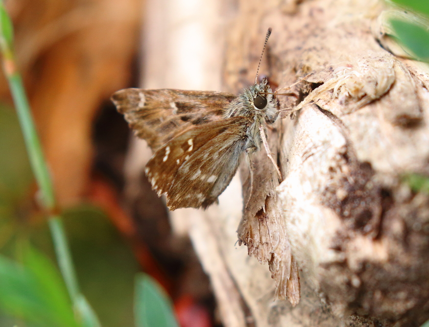 Carcharodus alceae - mályva-busalepke