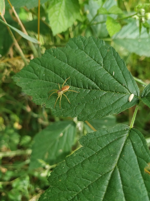 Dolomedes plantarius/fimbriatus