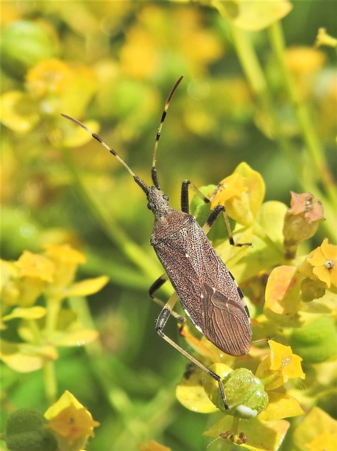 Dicranocephalus