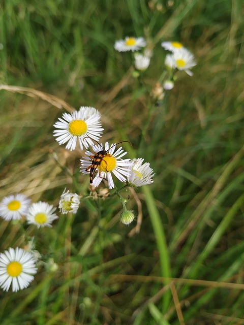 Strangalia attenuata - nyurgacincér