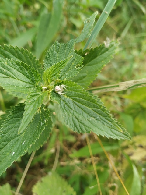 Heriaeus graminicola/hirtus