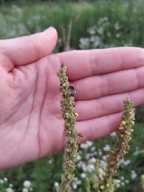 Cionus thapsus - kis ökörfarkkóró-gömbormányos