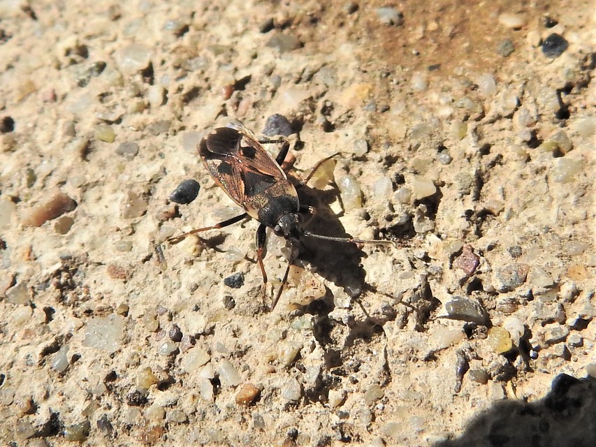 Rhyparochromus vulgaris - közönséges díszesbodobács