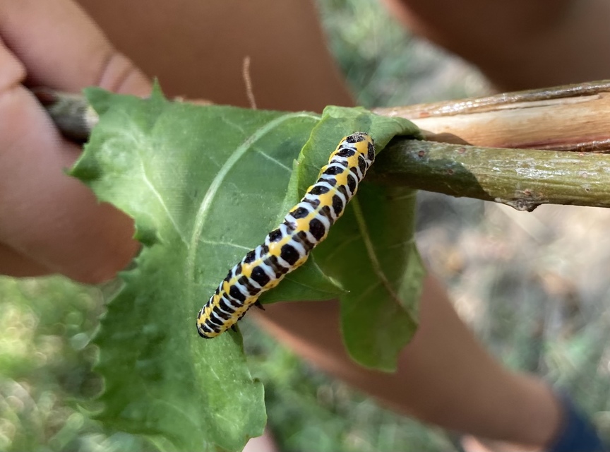 Cucullia lactucae - saláta-csuklyásbagoly