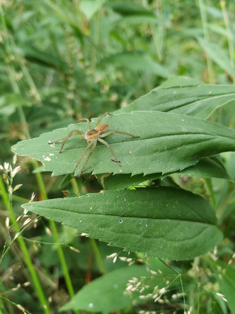 Dolomedes plantarius/fimbriatus