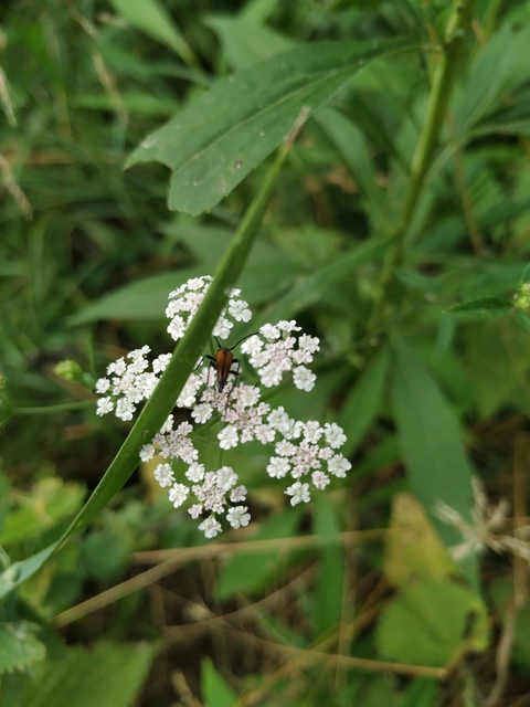 Stenurella melanura - feketevégű karcsúcincér