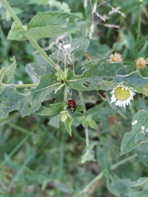 Chrysolina polita - réti mentalevelész