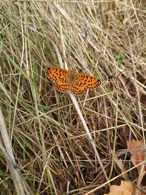 Boloria selene - fakó gyöngyházlepke
