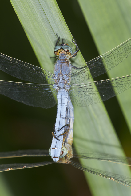 Orthetrum coerulescens - karcsú pásztorszitakötő