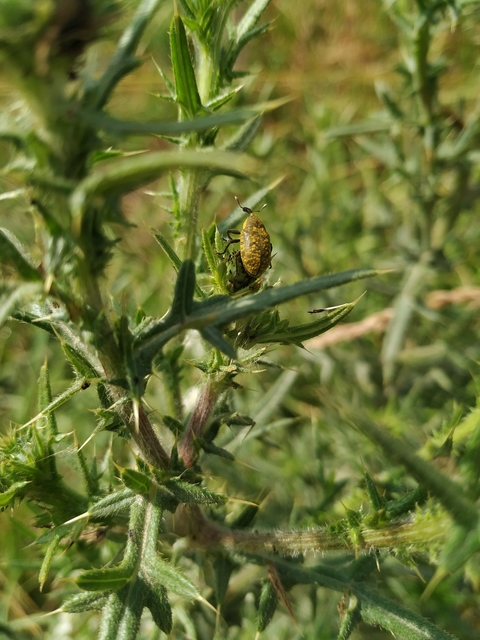 Larinus sturnus - aszat-púderbarkó