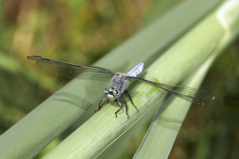 Orthetrum coerulescens - karcsú pásztorszitakötő