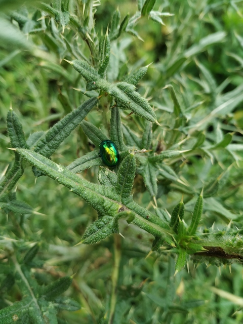 Chrysolina herbacea - zöld mentalevelész