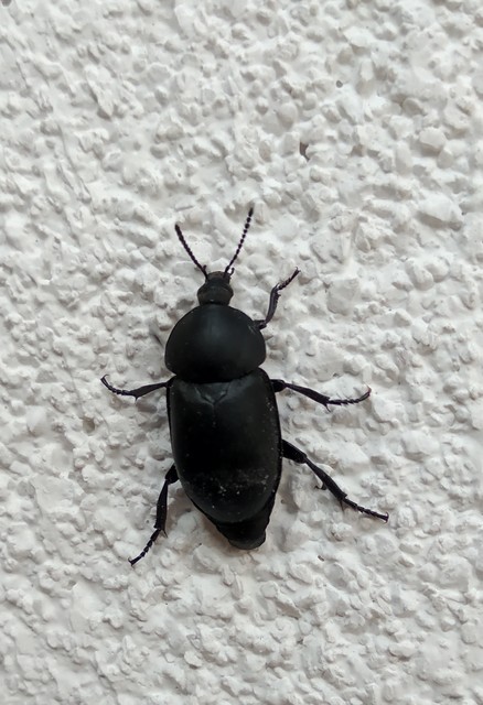 Ablattaria laevigata - sima csigarabló