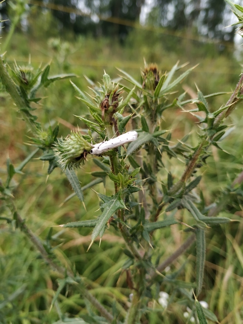 Myelois circumvoluta - pettyes karcsúmoly
