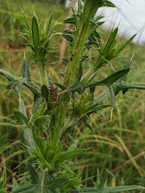 Larinus sturnus - aszat-púderbarkó