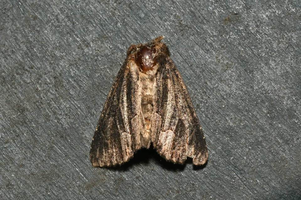 Dypterygia scabriuscula - szurokbarna nyáribagoly