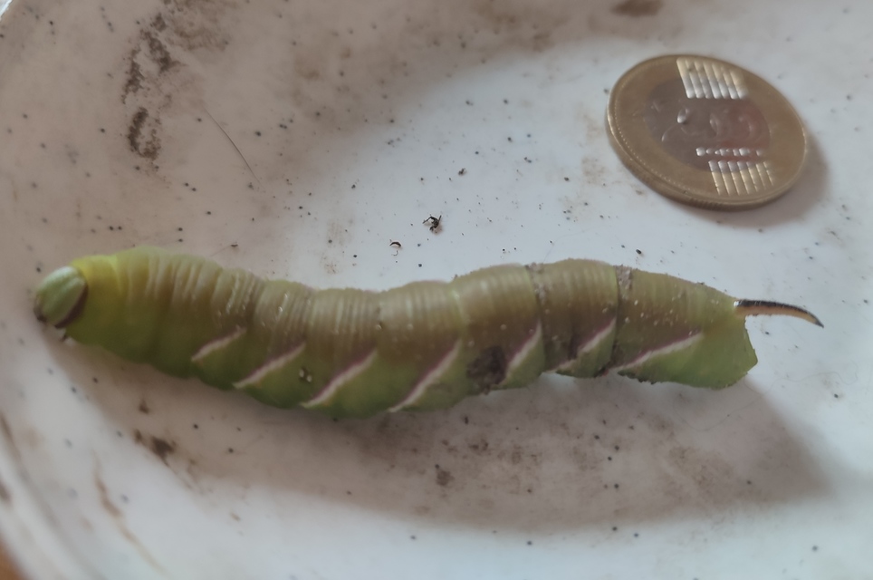 Sphinx ligustri - fagyalszender