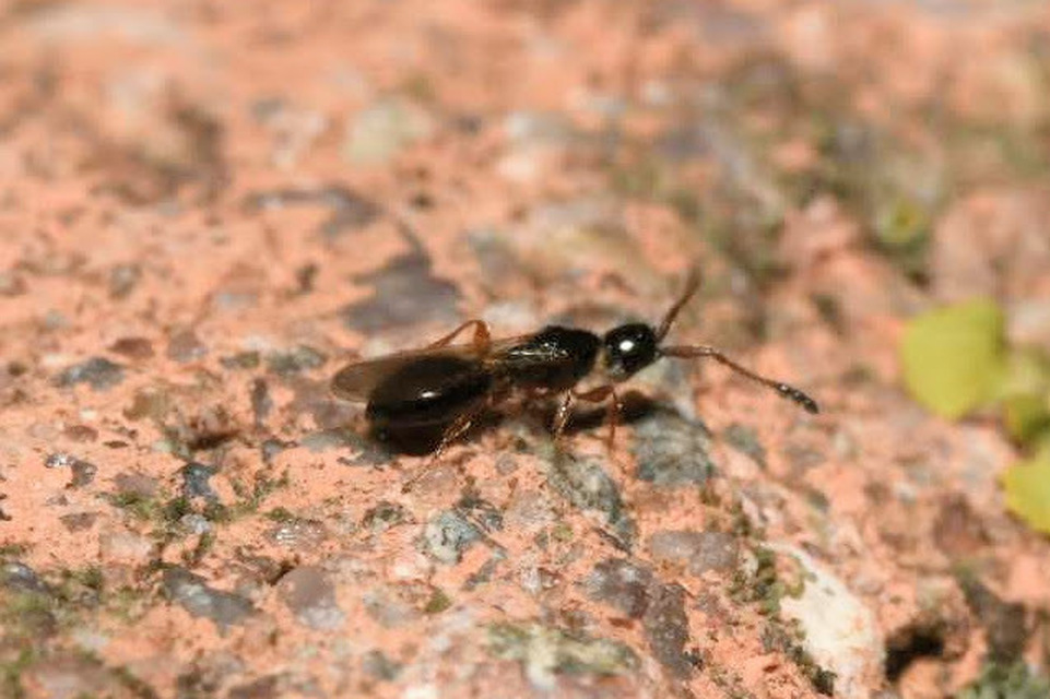 Diapriidae - szénfényű törpefürkészek