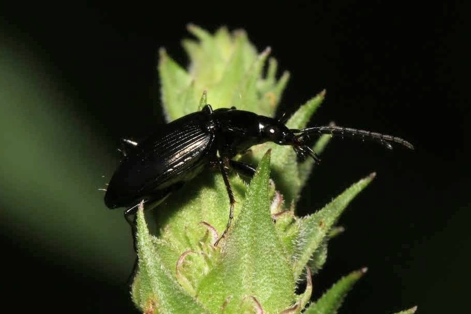 Agonum Agonum