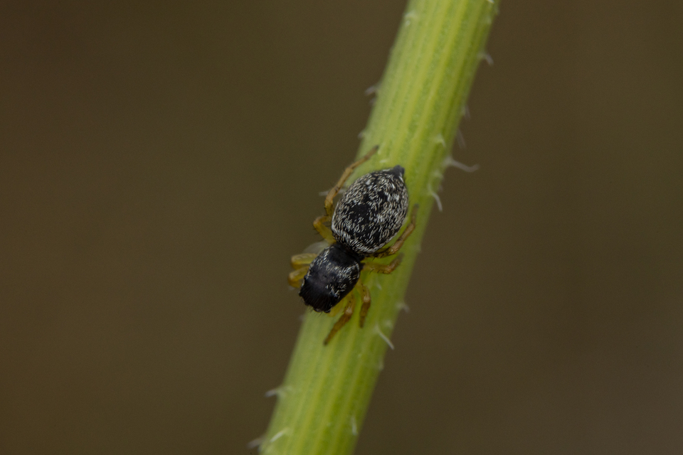 Heliophanus