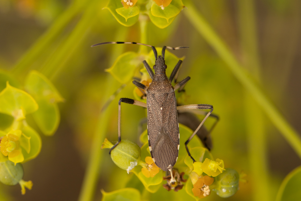 Dicranocephalus albipes - kutyatej-karimáspoloska