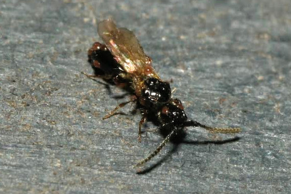 Coptera