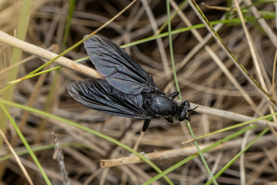 Dasypogon