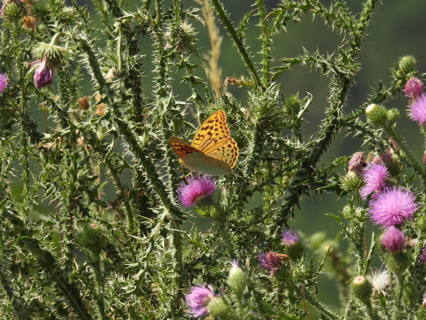 Argynnis pandora - zöldes gyöngyházlepke