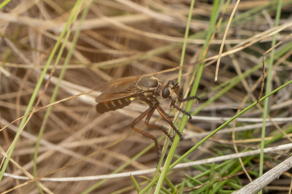 Dasypogon