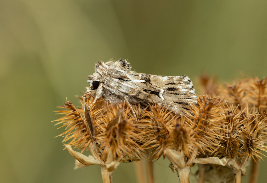 Calophasia lunula - gyújtoványfű-apróbagoly