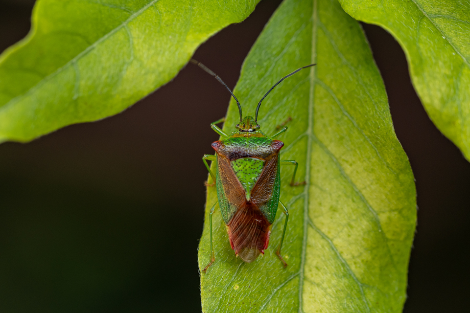 Acanthosoma haemorrhoidale - nagy dajkapoloska Acanthosoma haemorrhoidale - nagy dajkapoloska