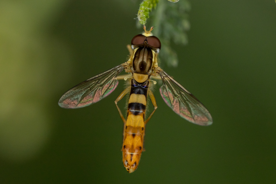 Sphaerophoria scripta - tarka darázslégy