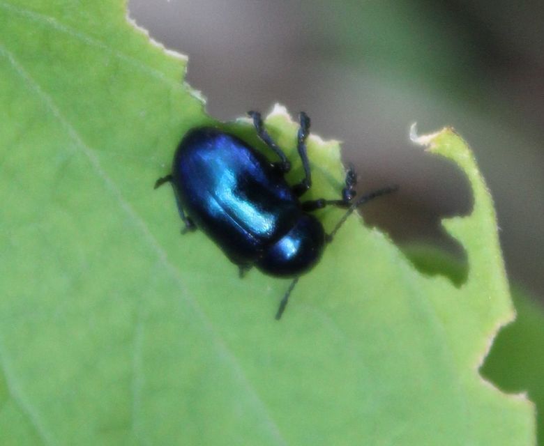 Chrysochus asclepiadeus - tündöklő méreggyiloklevelész