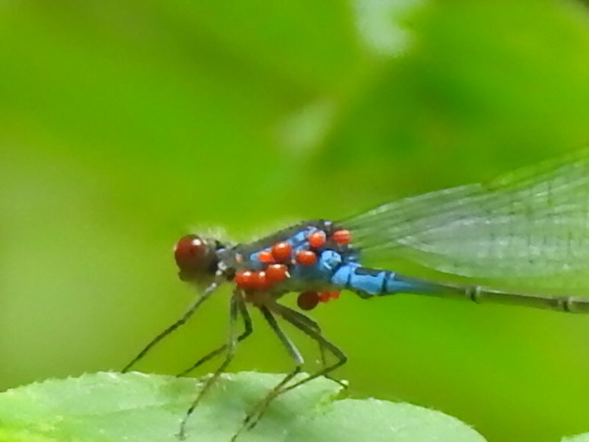 Arrenurus
