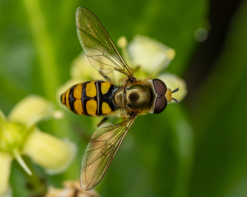 Eupeodes