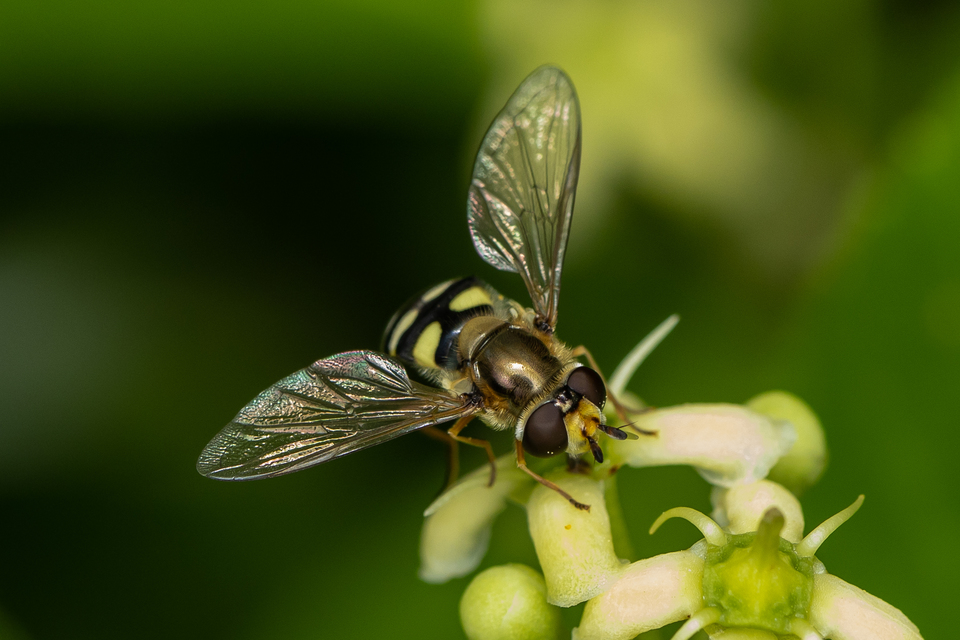 Eupeodes