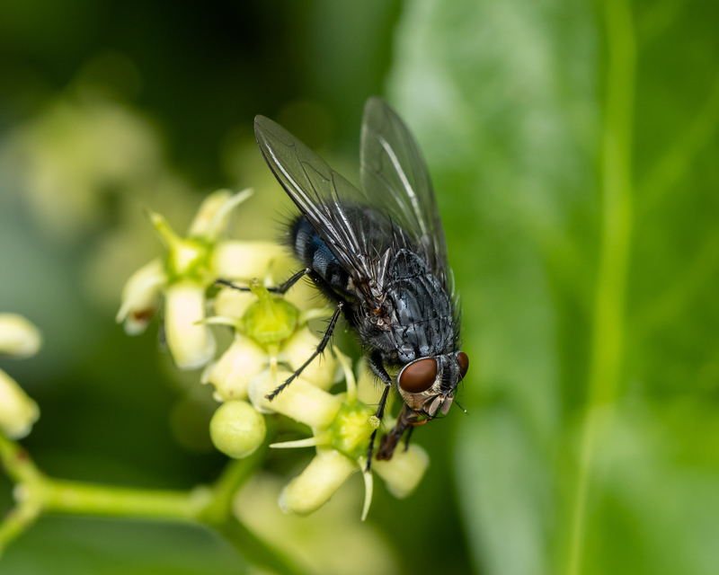 Calliphora vicina - kék dongólégy