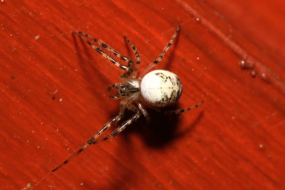 Metellina
