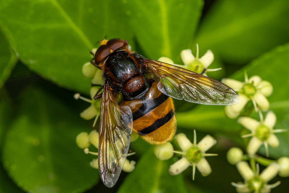 Volucella zonaria - kétöves pihelégy